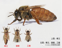 【5月31日科普课程】蜜蜂王国——蜜蜂（下午）